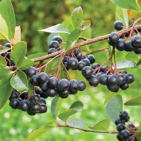 The Science Behind the Magical Color of Chokeberry in Autumn